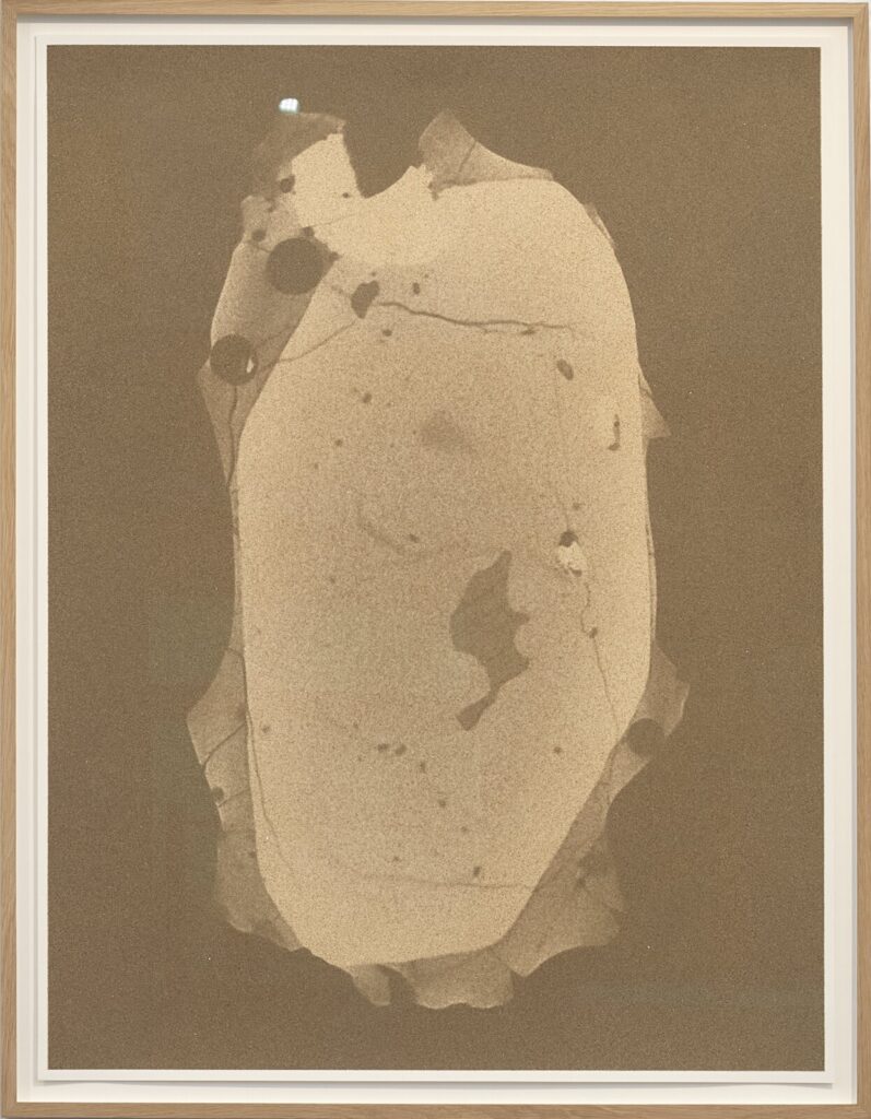 A framed screen print shows a large, pale, irregular organic form with dark spots against a brown background.