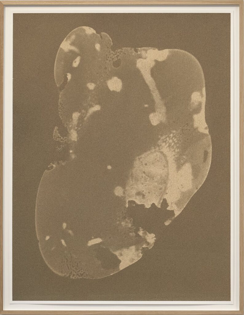 A large, irregular, mottled brown form with lighter patches sits on a dark brown background within a white mat and wooden frame.